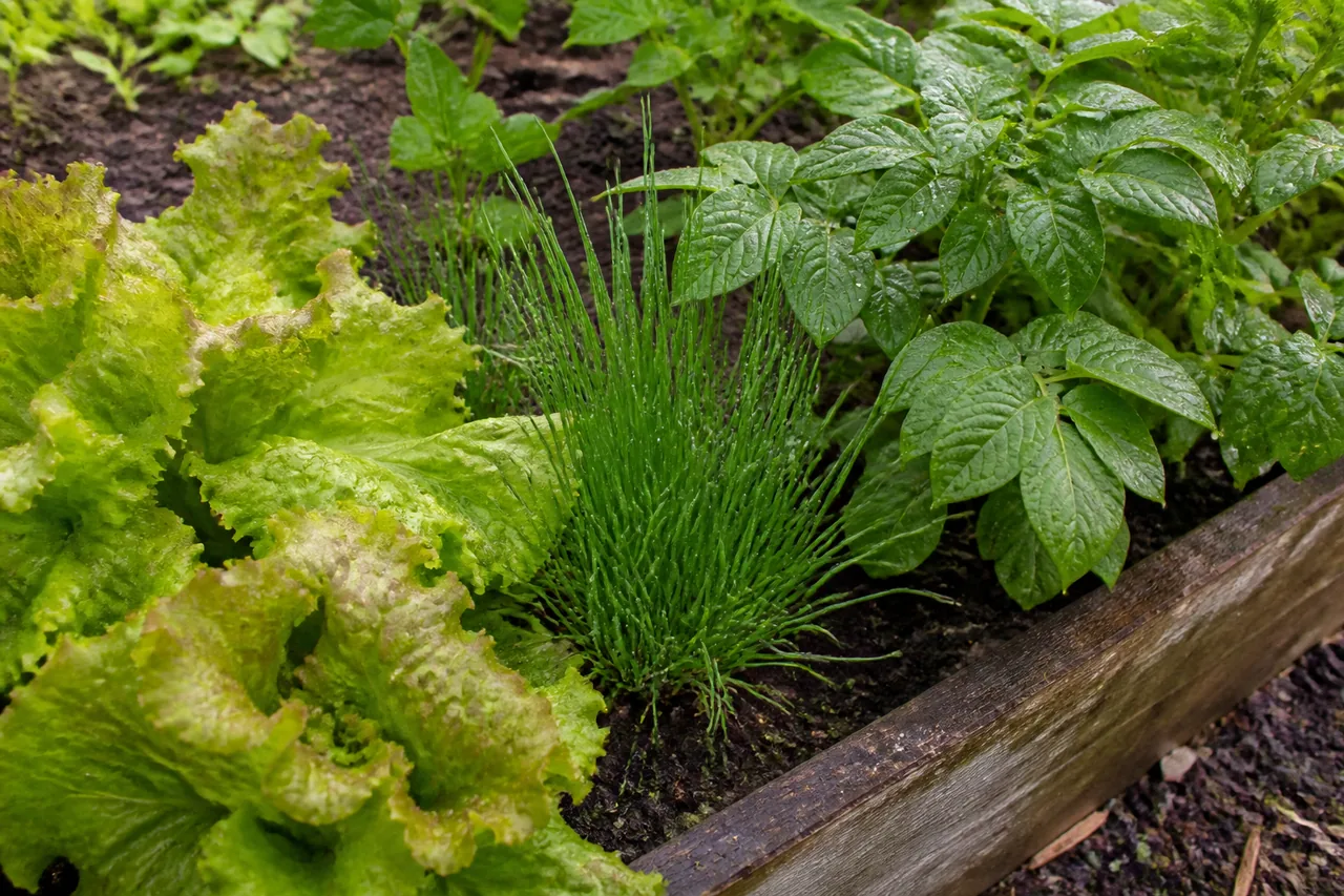 Lettuce, chives and potato foliage growing in a damp garden bed