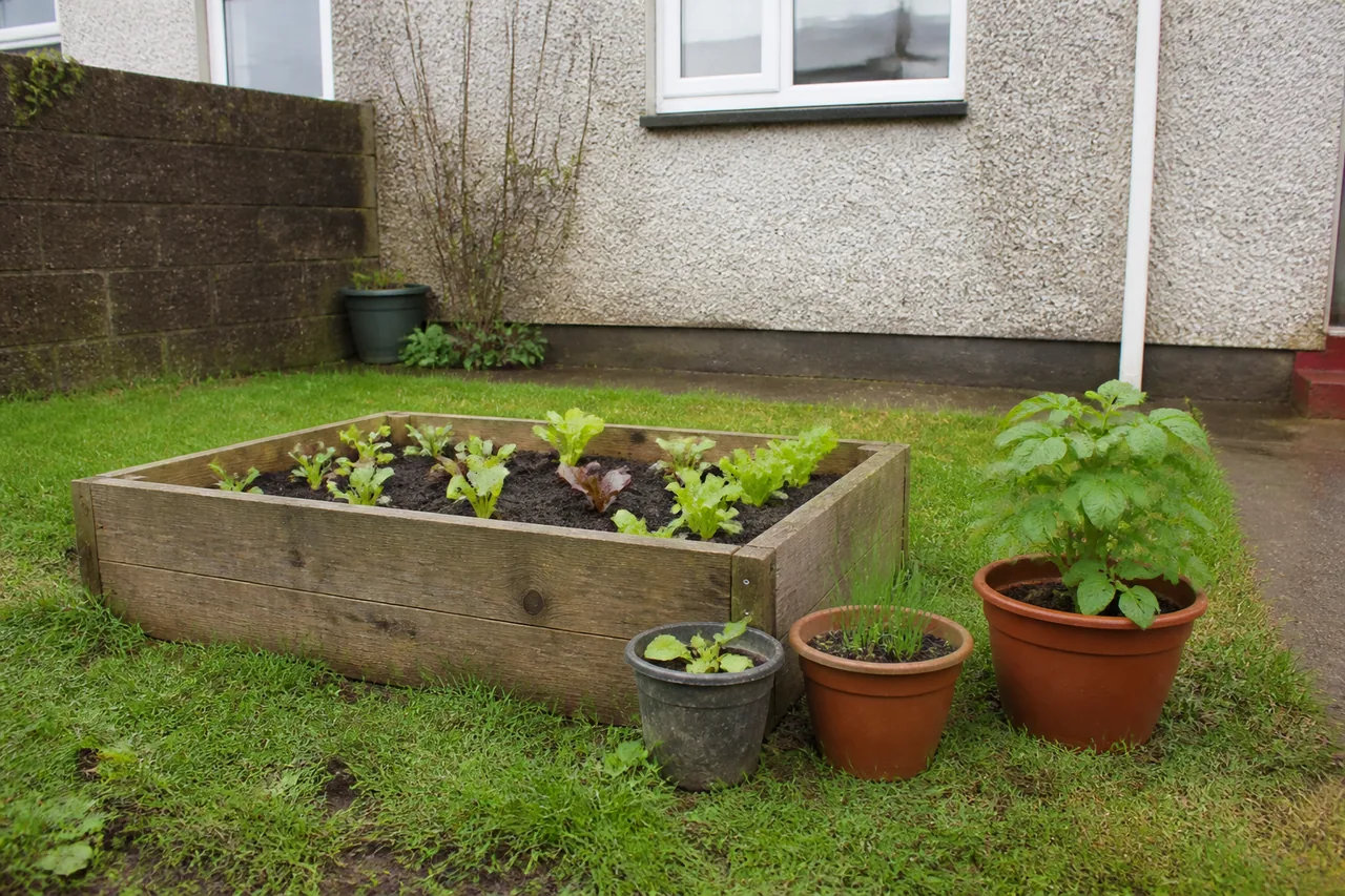 A small raised bed and three containers in an ordinary Irish back garden